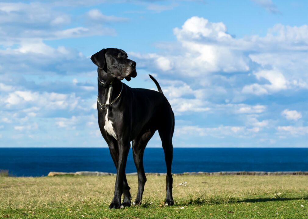 #15. Great Dane